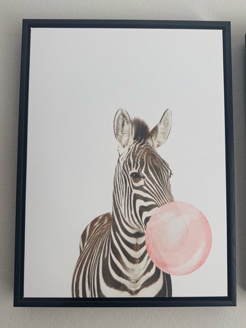 Zebra Blowing Bubble Gum Canvas Print Wall Art